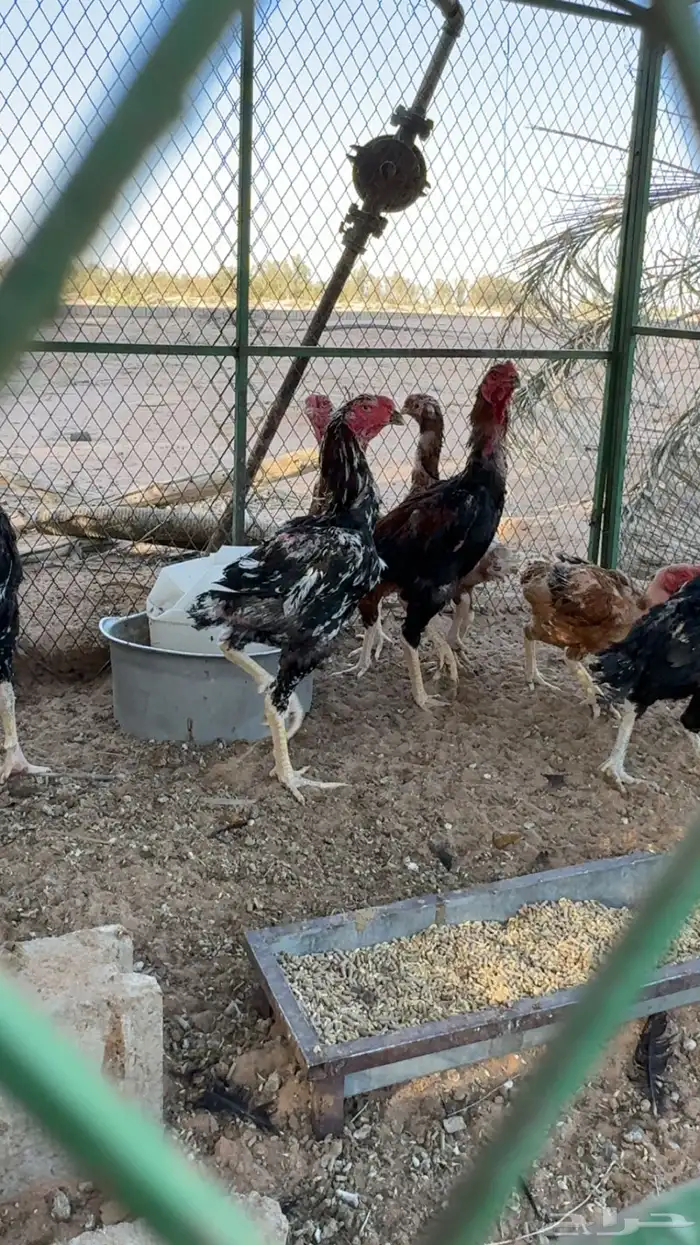 دجاج شامو للبيع 0
