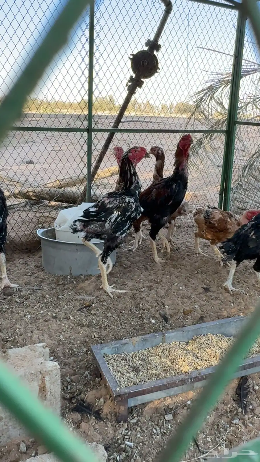 دجاج شامو للبيع 0