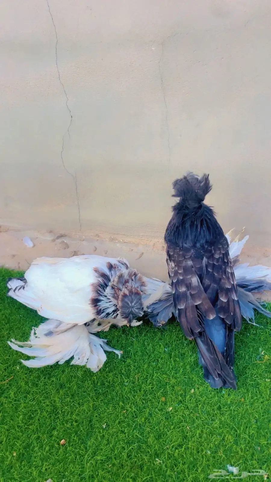 حمام بخارى 0
