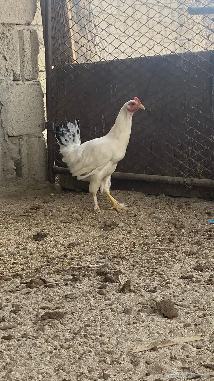 للبيع دجاج تركي 4