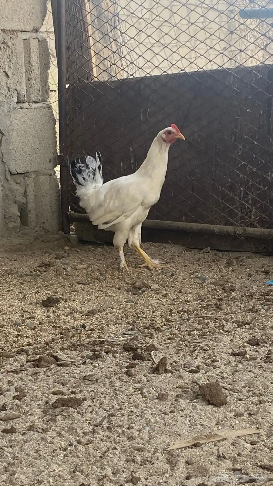 للبيع دجاج تركي 4