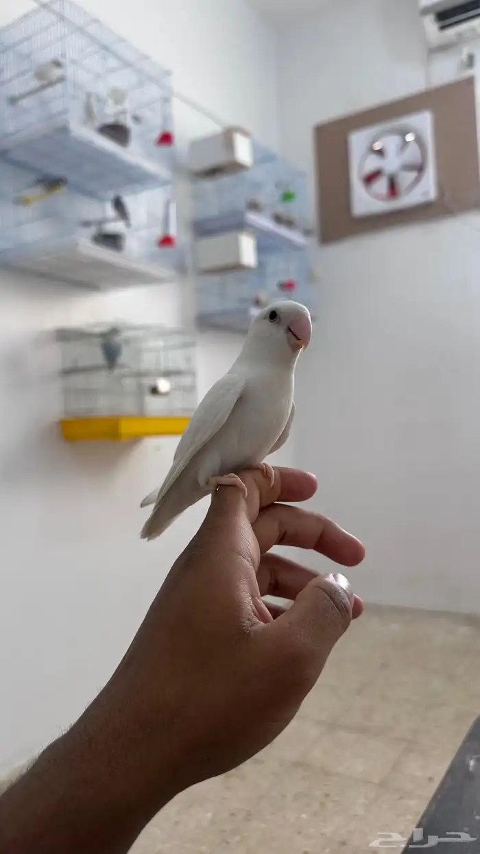 روز البينو اليف 2