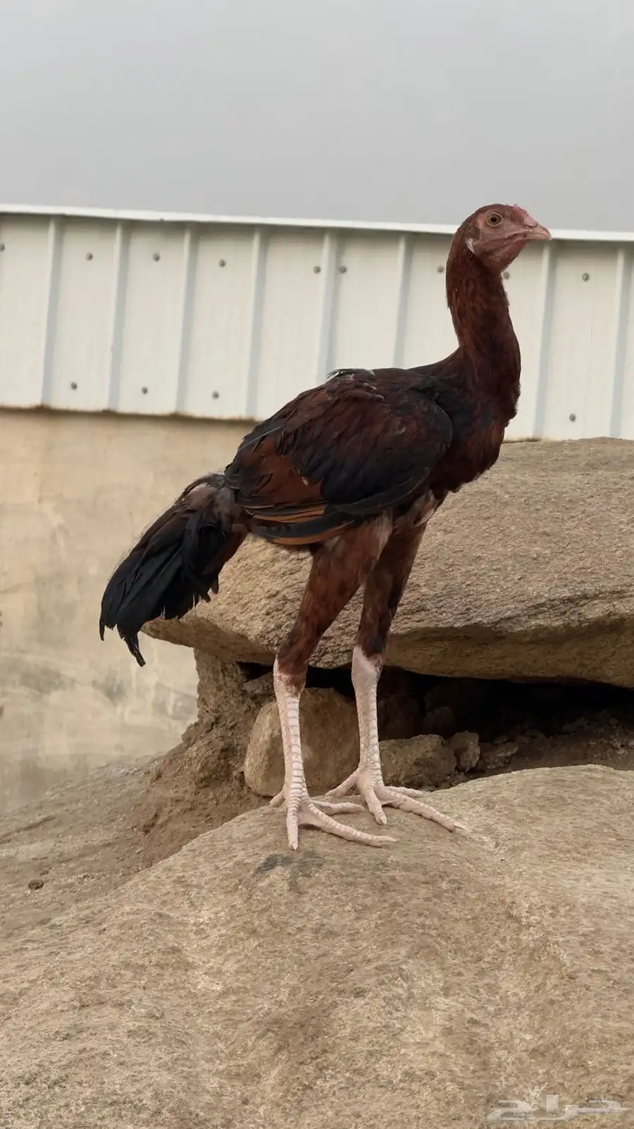 دجاج باكستاني فاخر 2