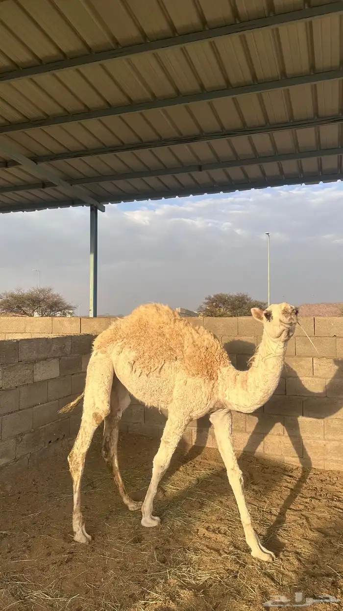 بكره للبيع 1