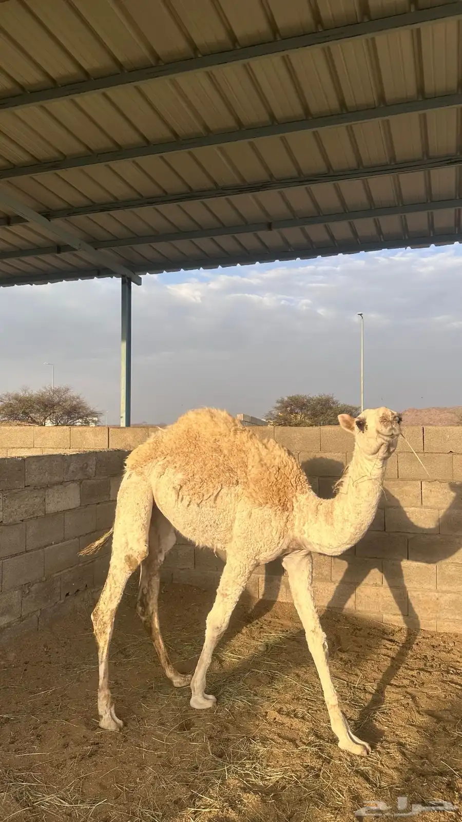 بكره للبيع 1