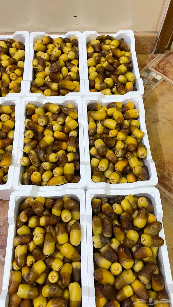 رطب برني فاخر للبيع 0