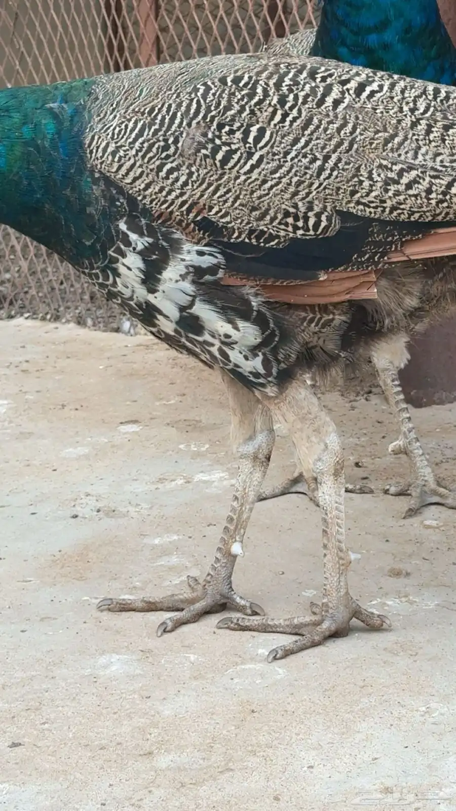 طاووس 2