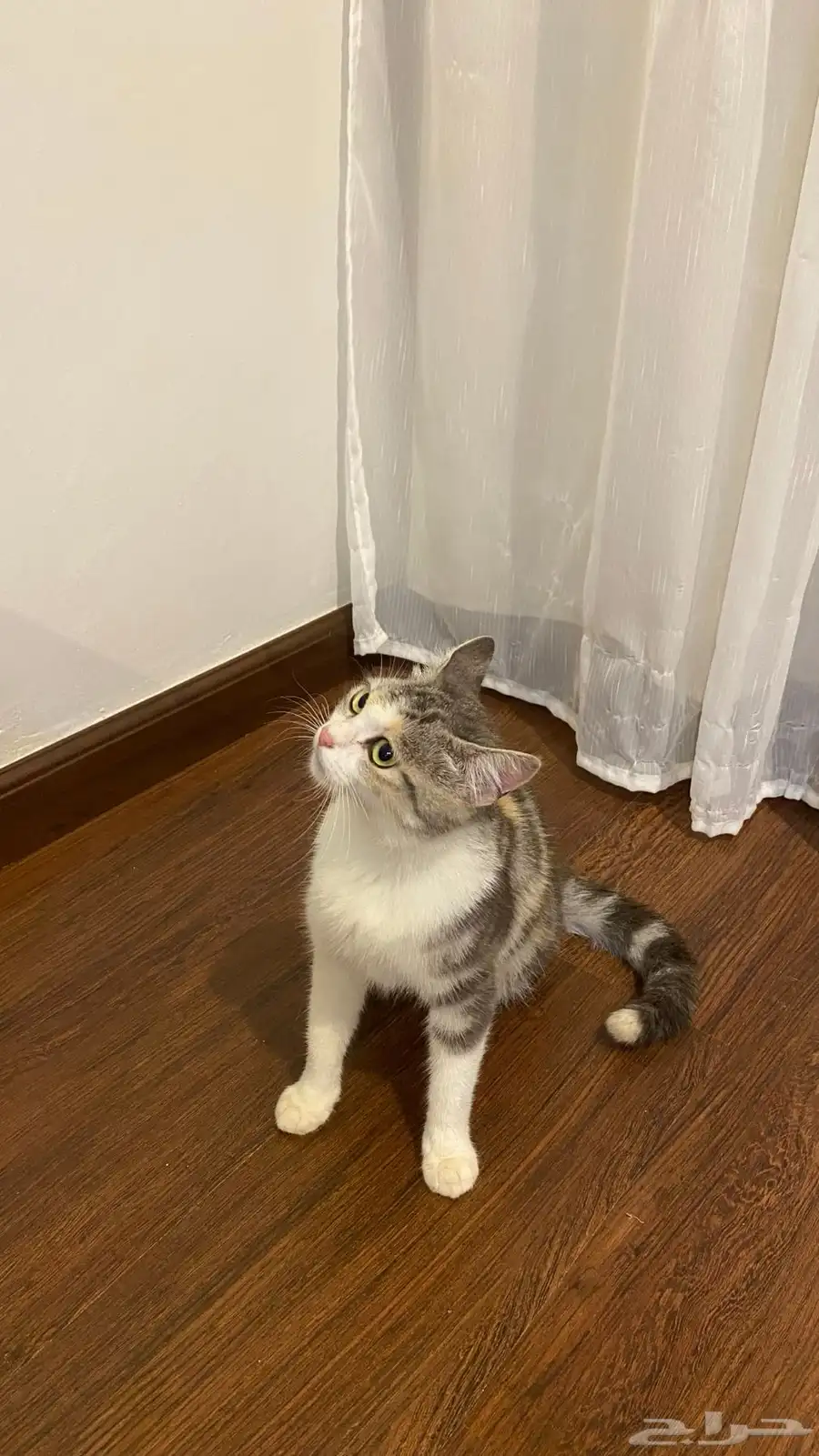 قطط 0