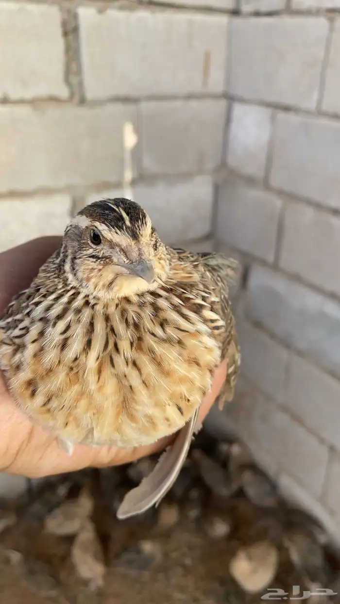 عرض الفتره ذي بس سمان . فري . 1