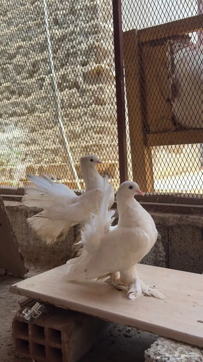 حمام رقاص هندي 1