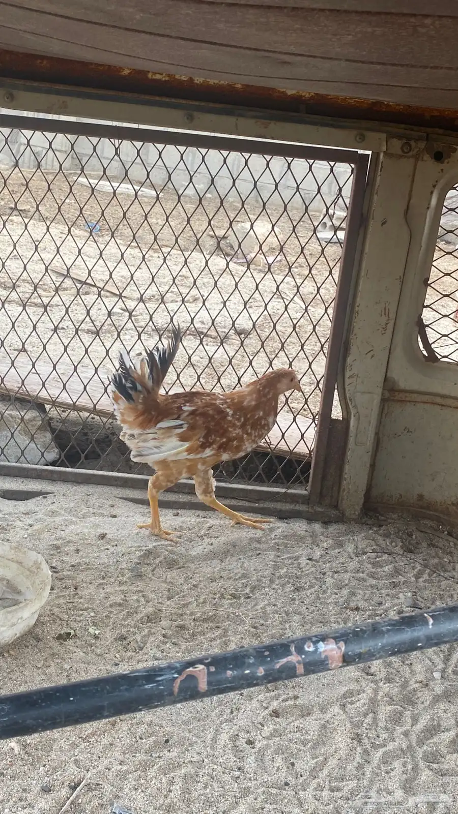 للبيع دجاج تركي 3