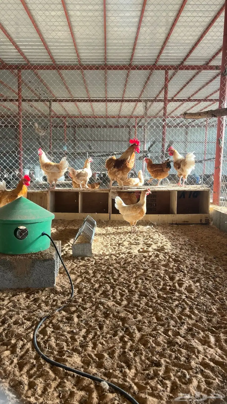 بيض دجاج لوهمن 2