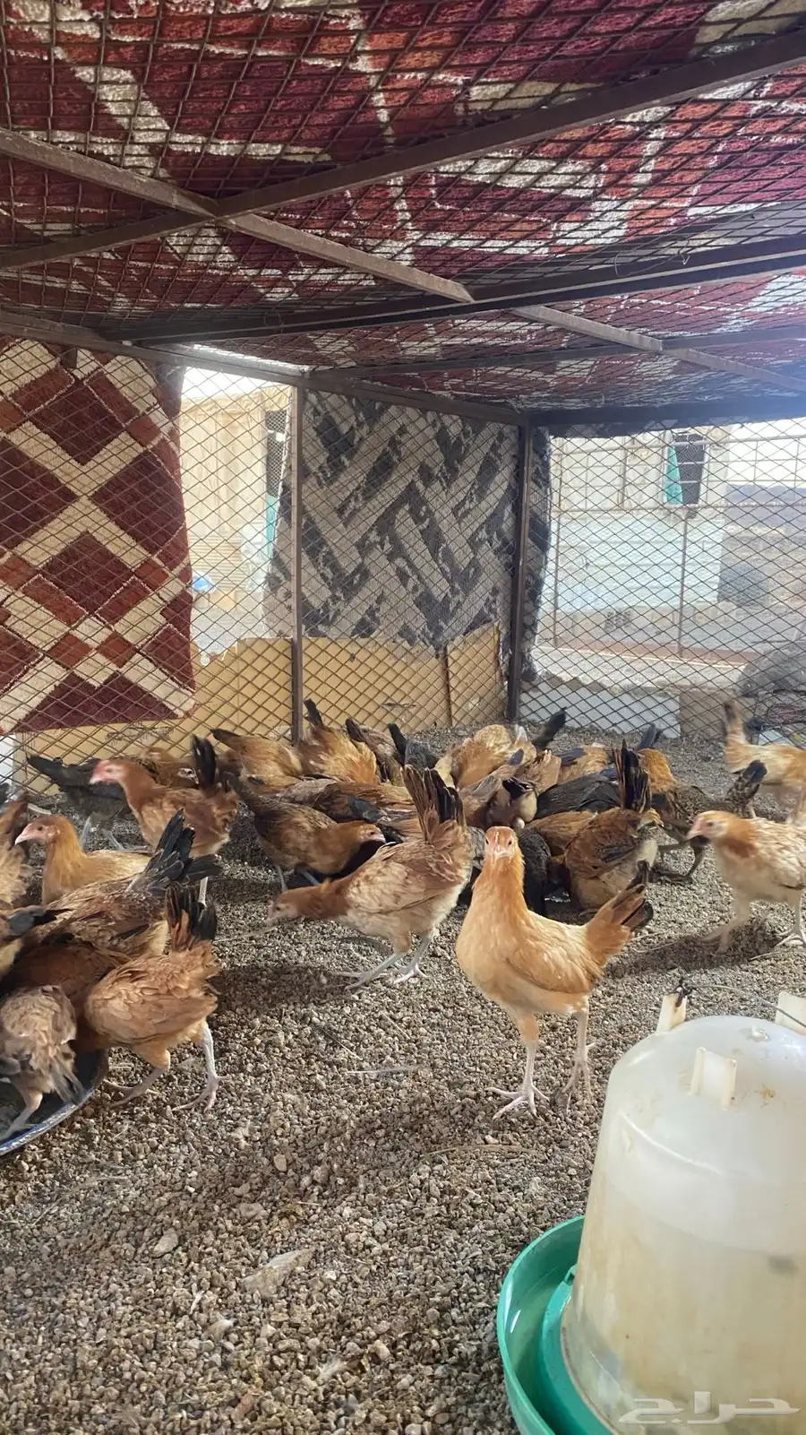دجاج صوص 1