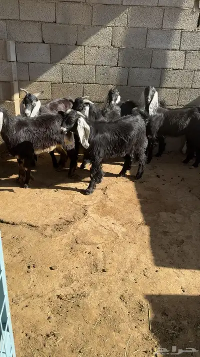 تيوس شحم الشحم عوارض كلها ماشاءالله 0
