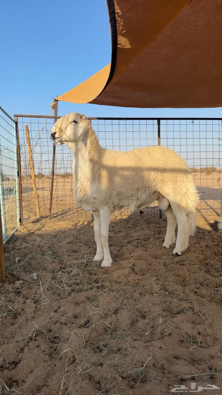 طلع مشروع فحل 1