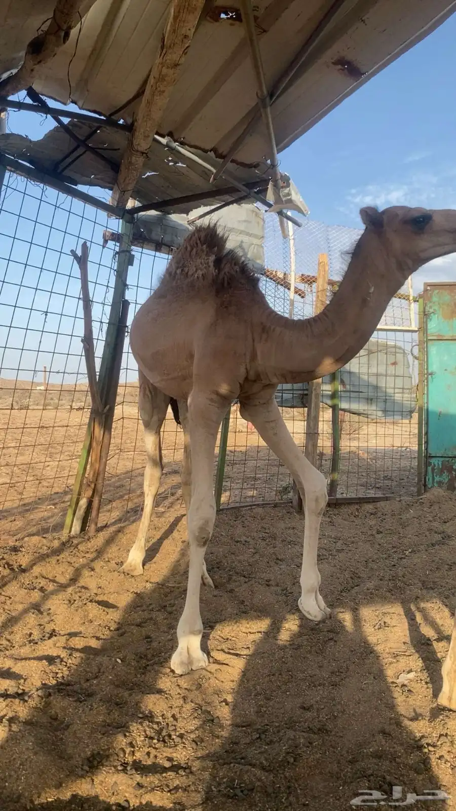 قعدان 1