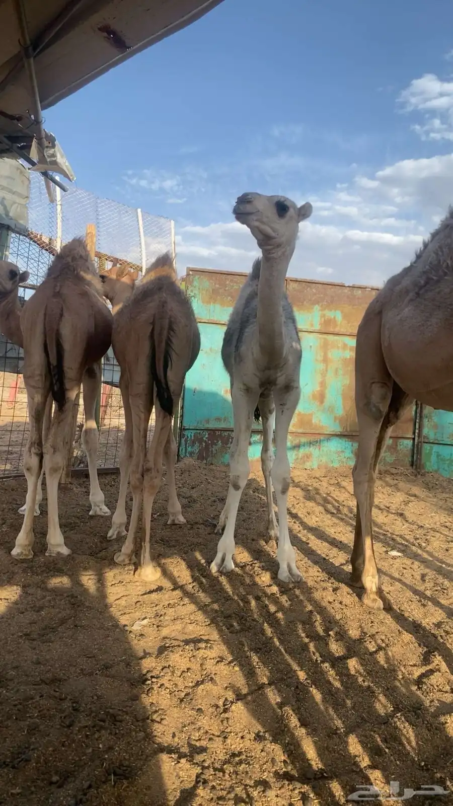 قعدان 0
