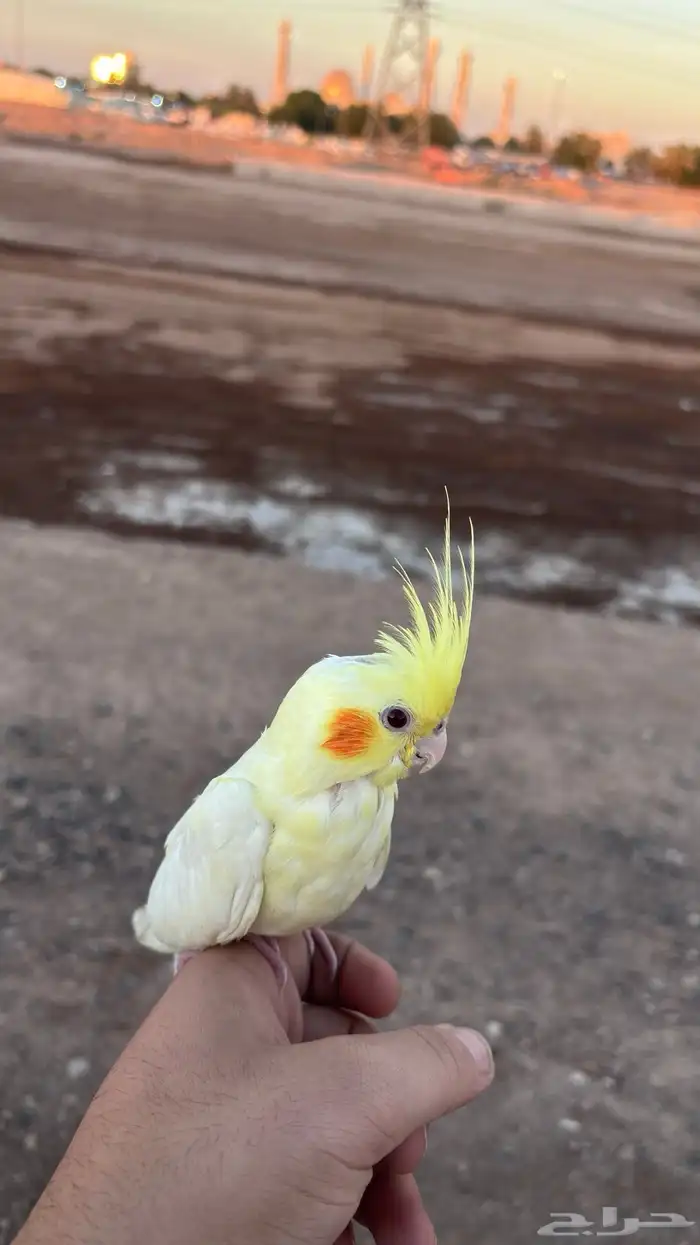 كروان ذكر للسوم 0