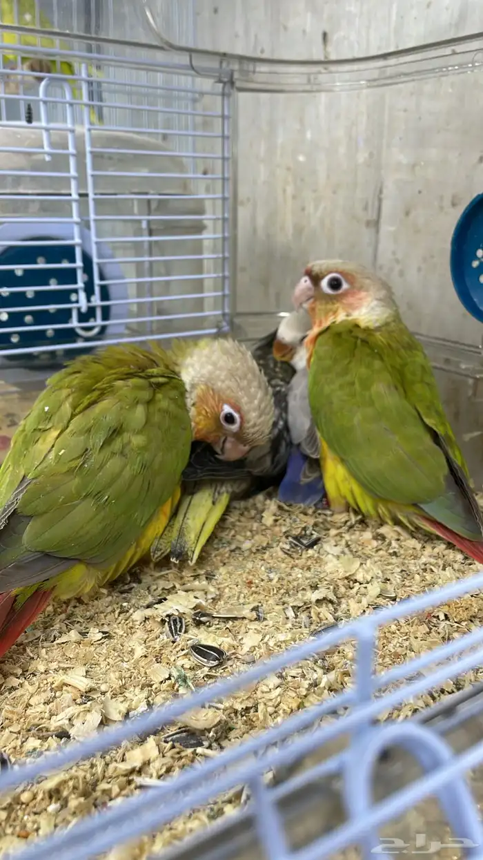 فروخ كروان و روز و كنيور 5