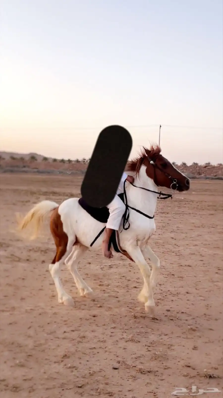 حصان بوني 0
