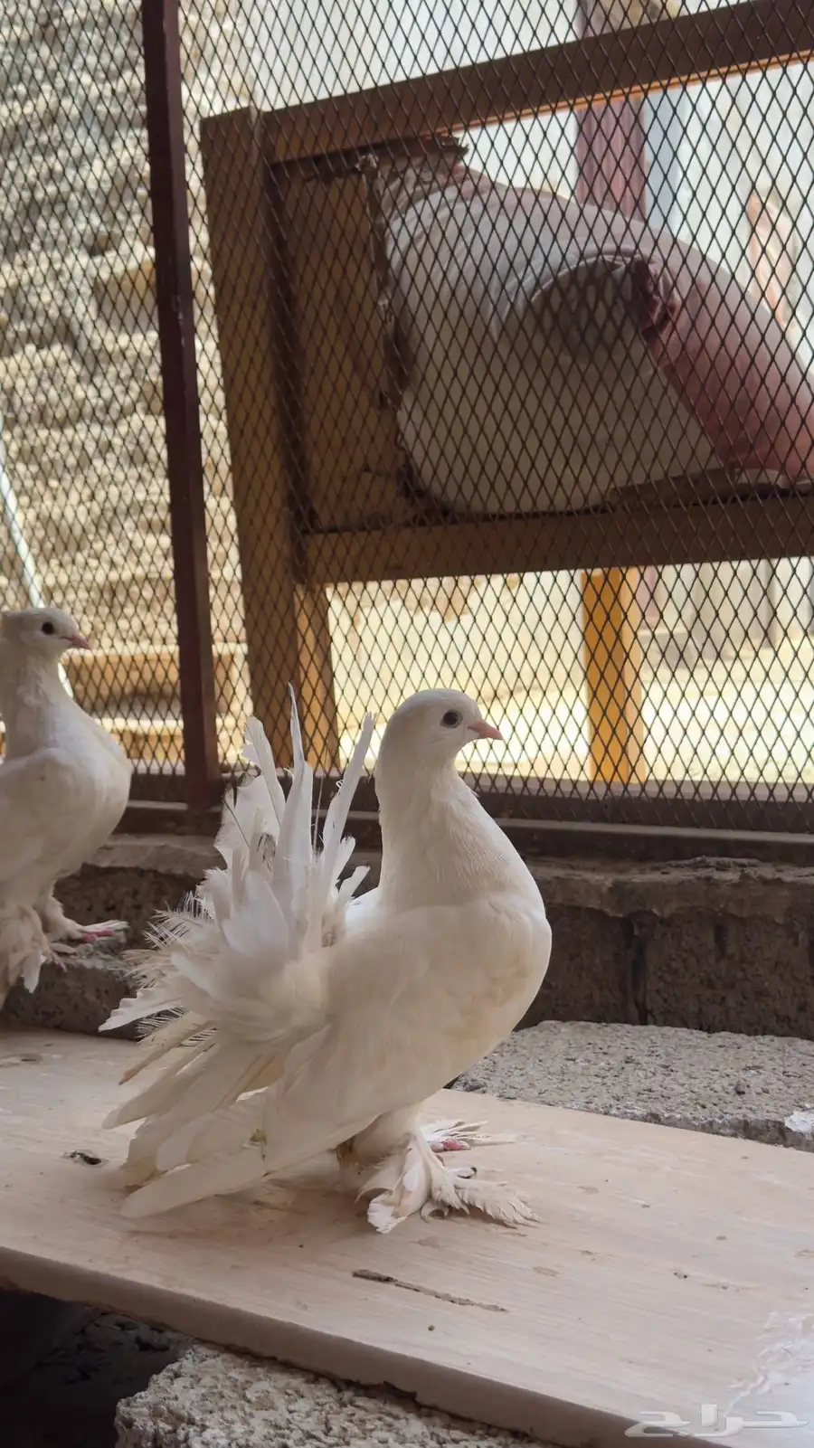 حمام رقاص هندي 2