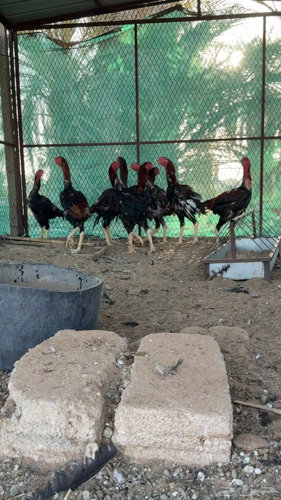 دجاج شامو للبيع 9