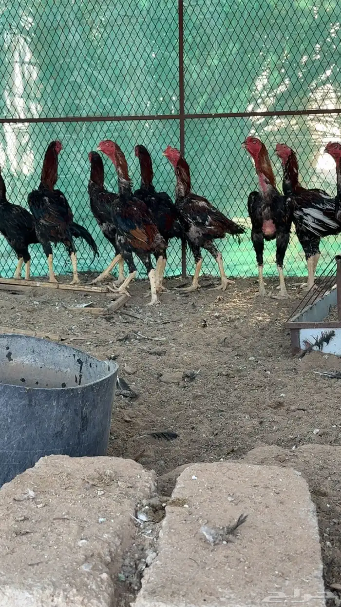 دجاج شامو للبيع 11