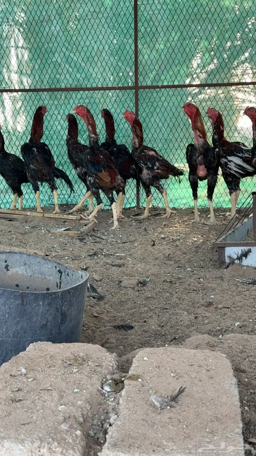دجاج شامو للبيع 11