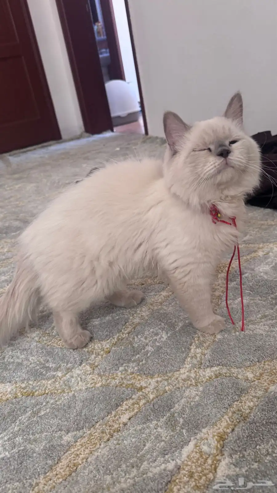 قط ذكر هيمالايا 3