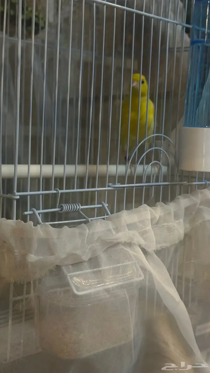 ذكر كناري تغريد طرب وتفتيله خفيفه تم البيع 3