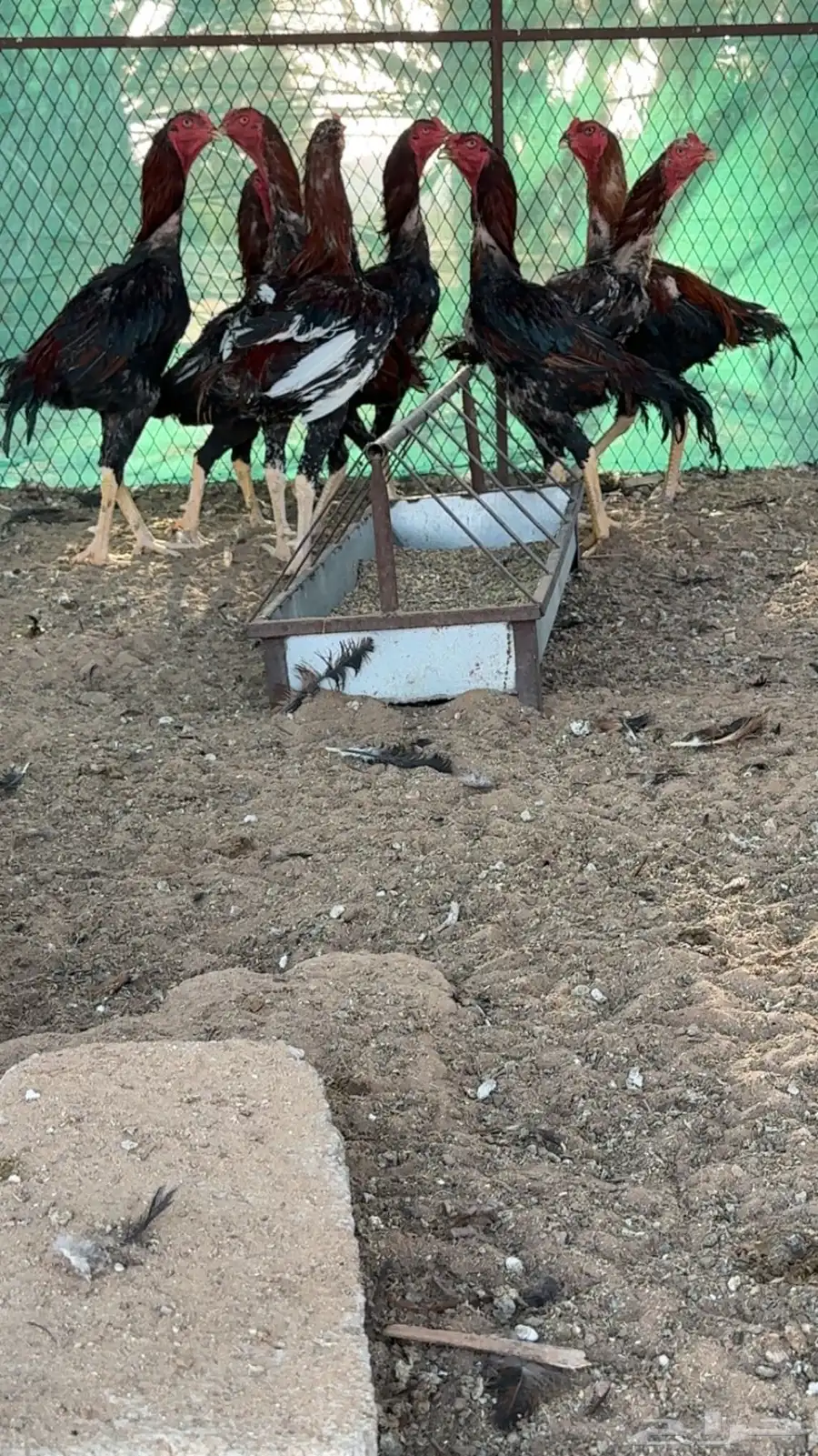 دجاج شامو للبيع 12