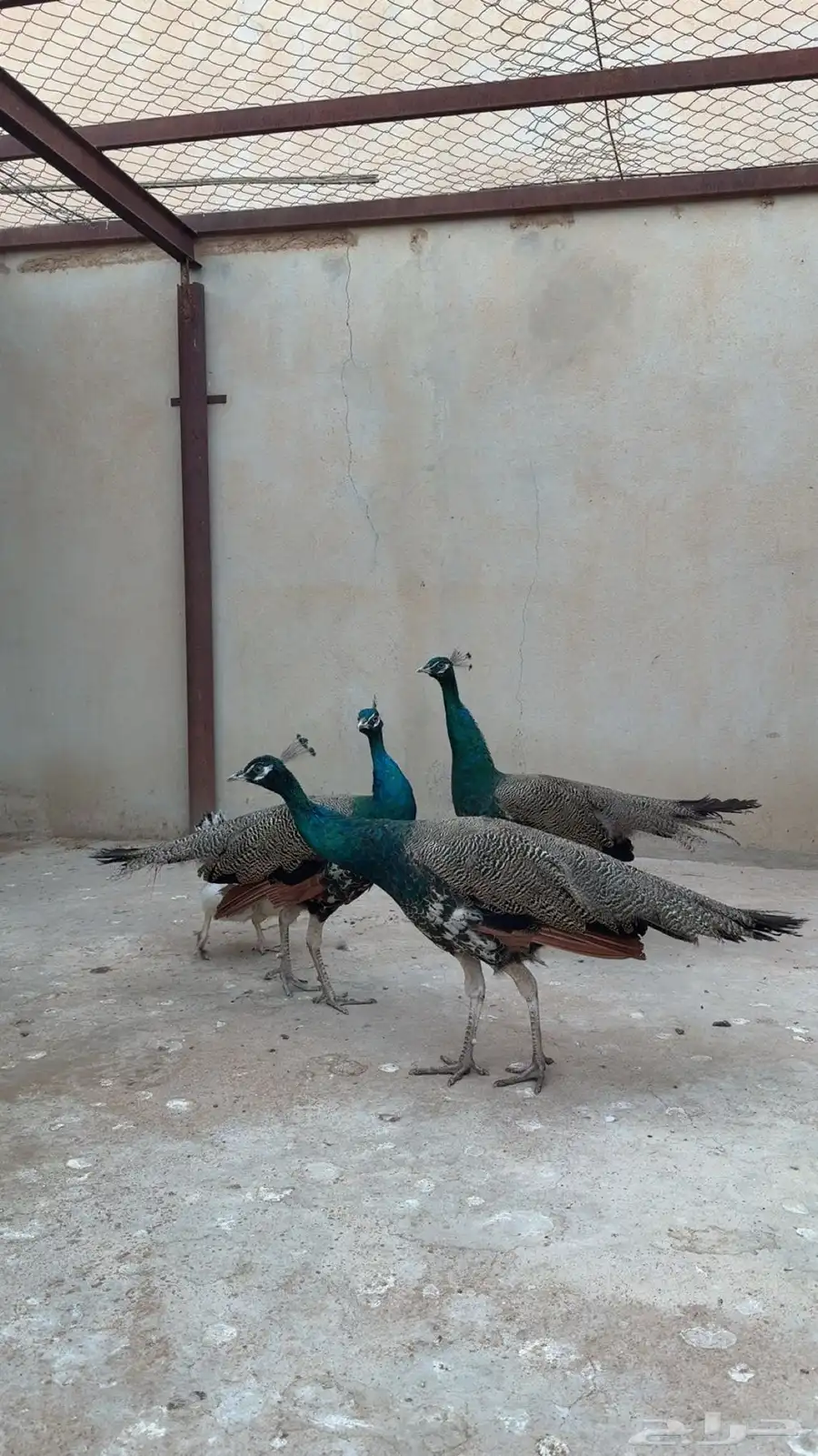 طاووس 1