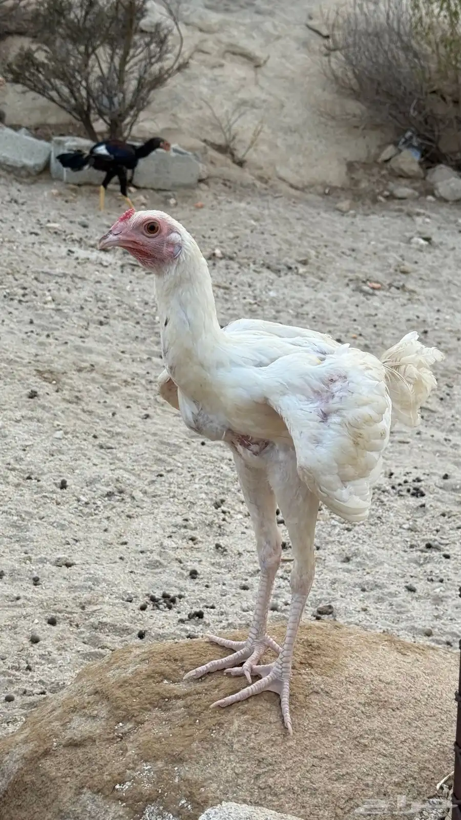 دجاج باكستاني فاخر 5