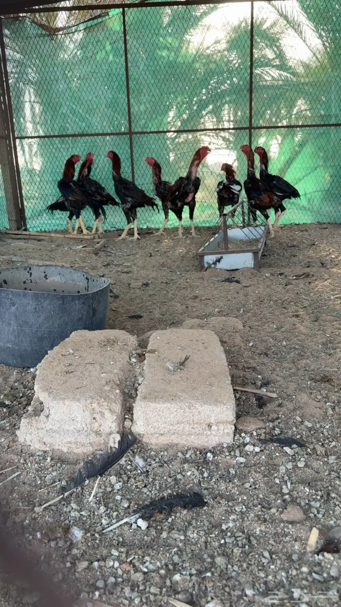 دجاج شامو للبيع 13