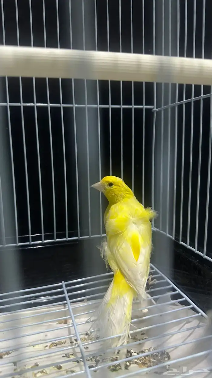 ذكر كناري تغريد طرب وتفتيله خفيفه تم البيع 0