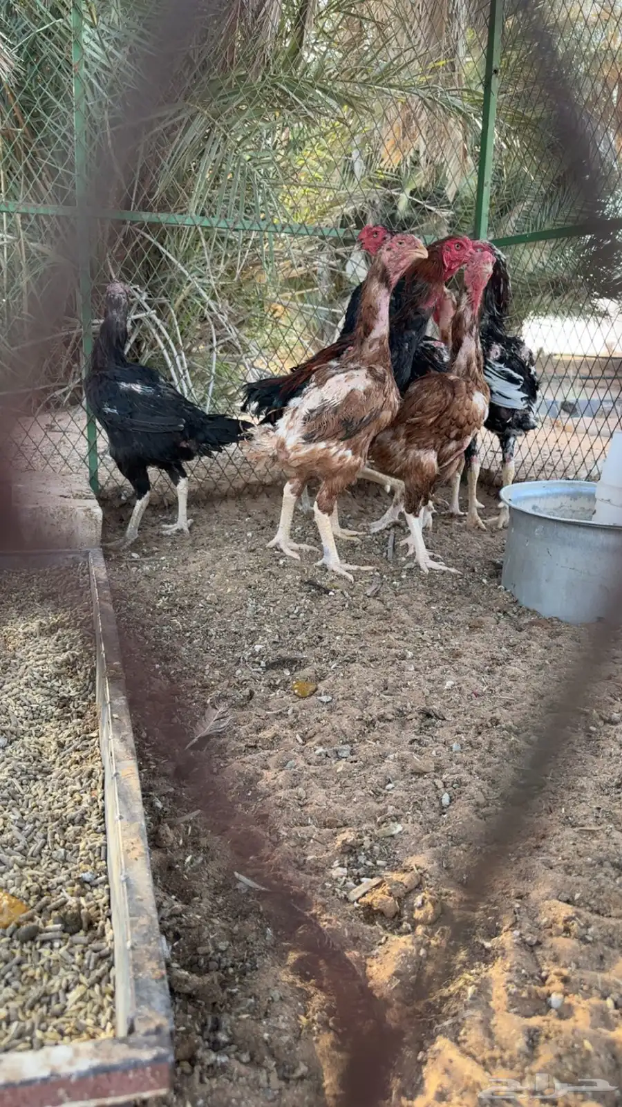 دجاج شامو للبيع 6