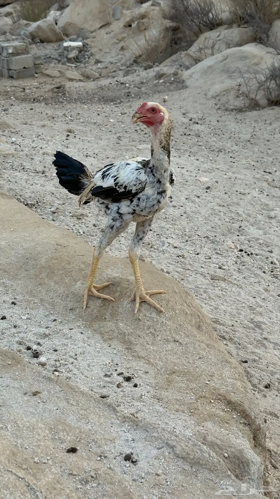 دجاج باكستاني فاخر 1