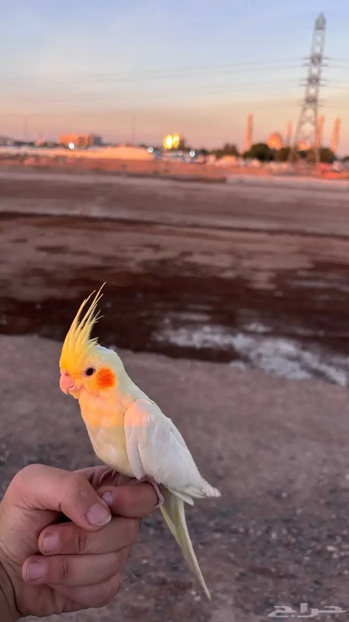 كروان ذكر للسوم 1