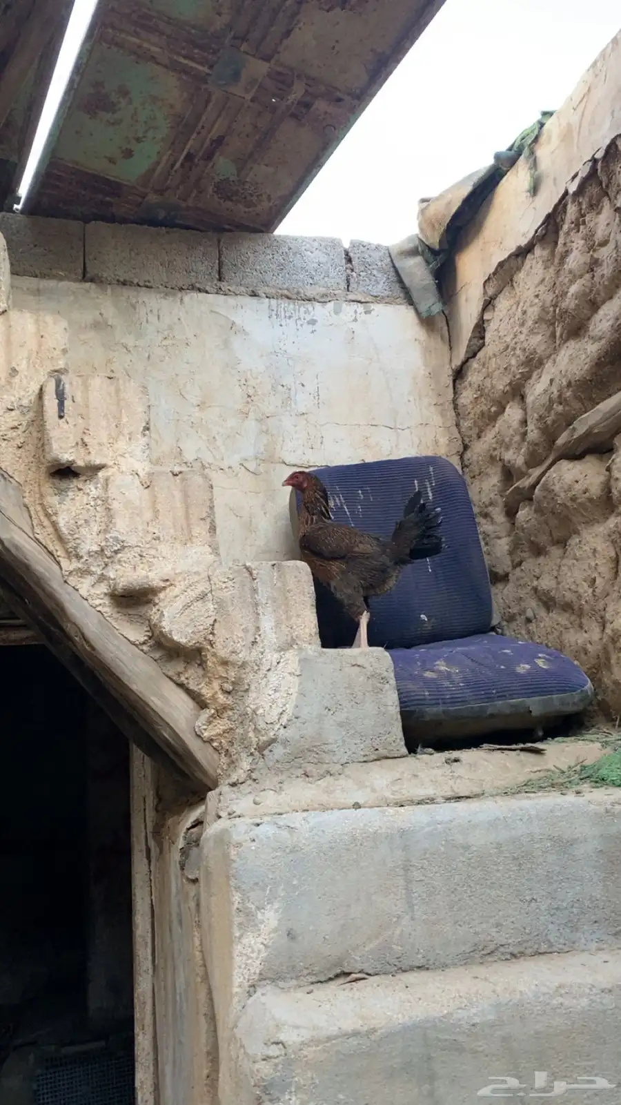 دجاجة باكستاني 3
