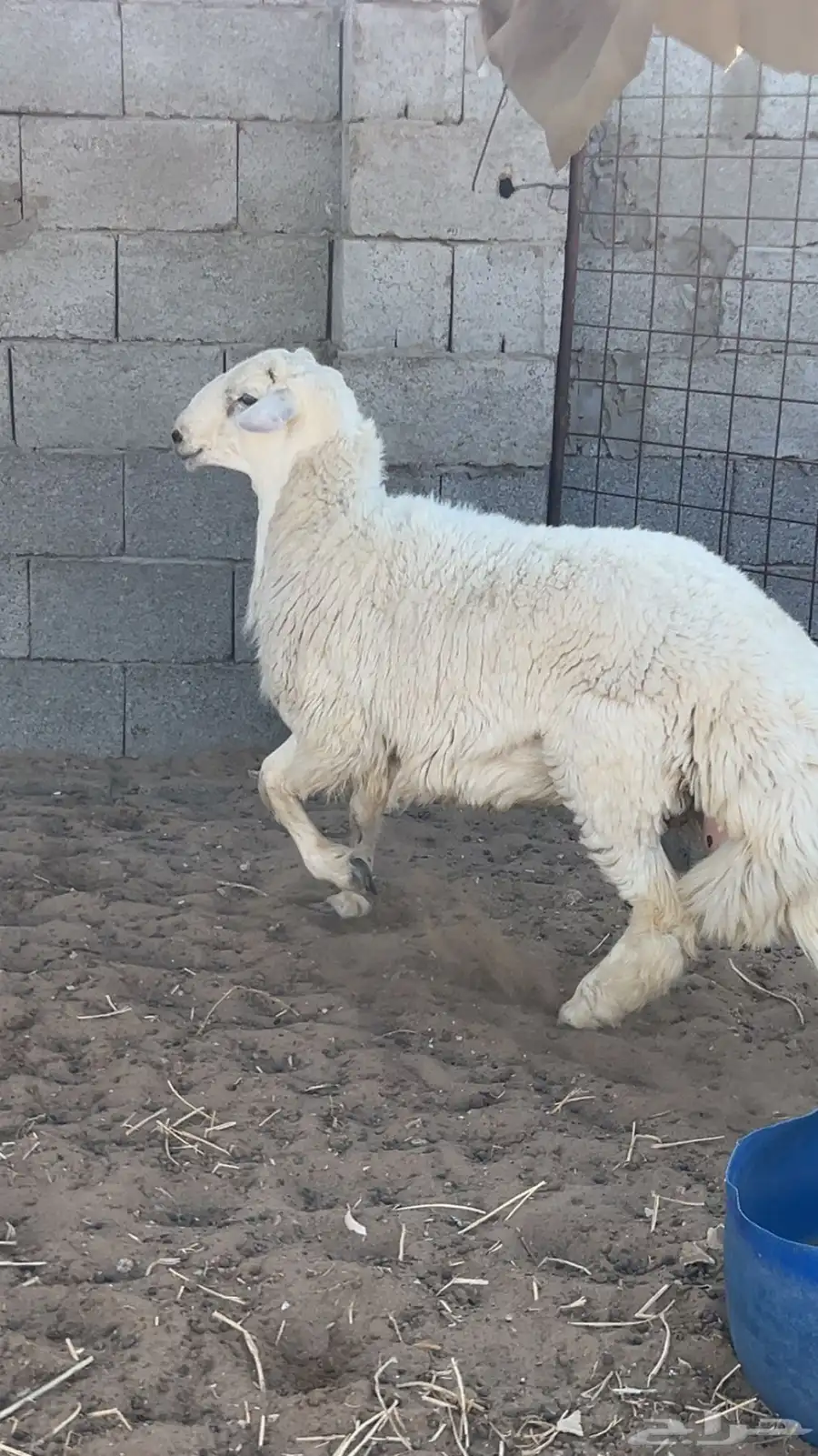 (تمم البيع ))) طلي ذبيحه ضيوف 1