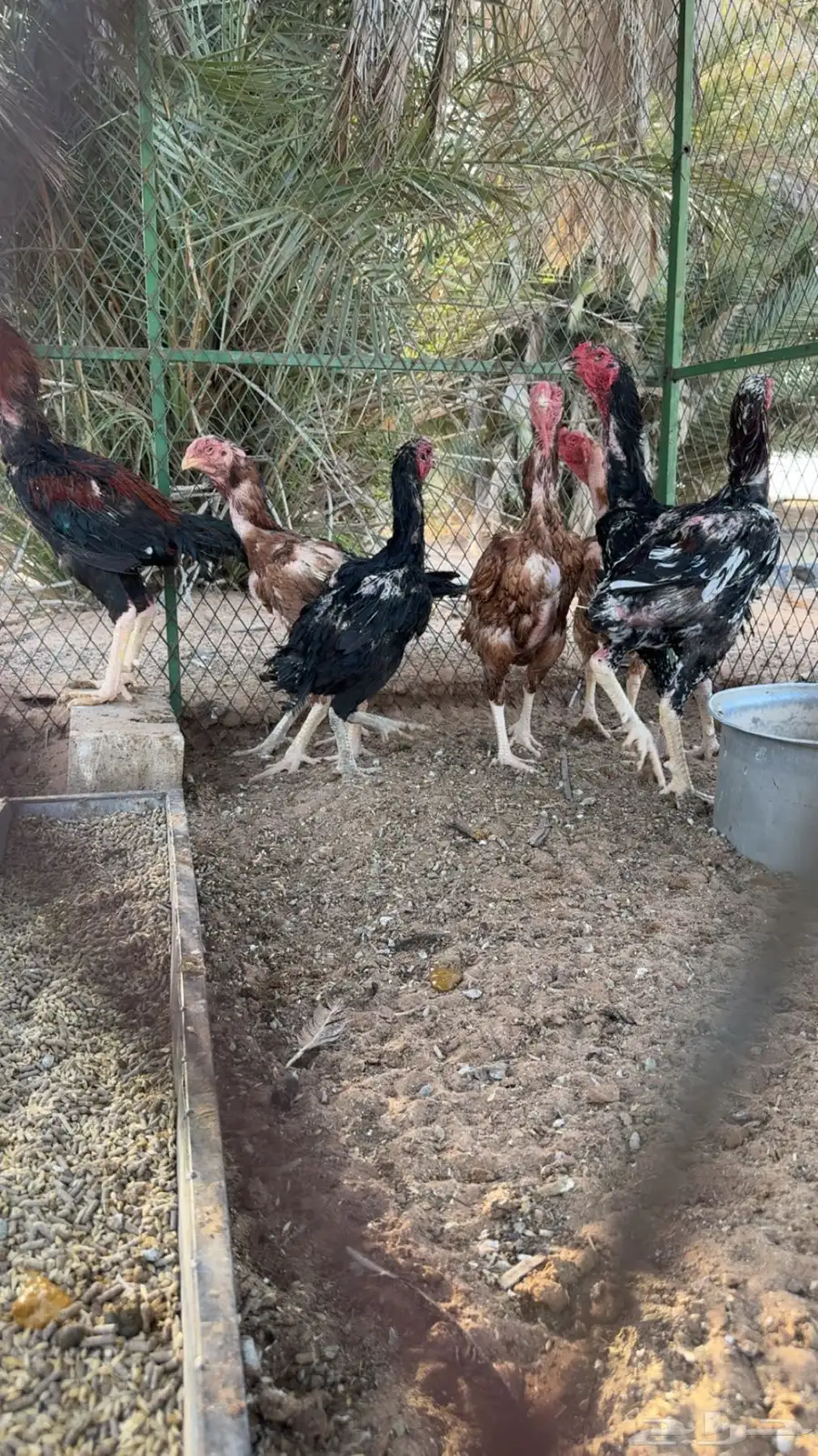 دجاج شامو للبيع 7