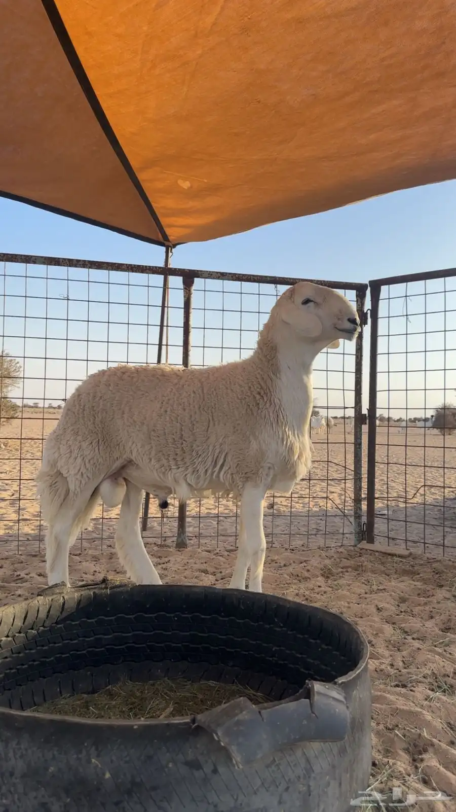 طلع مشروع فحل 0