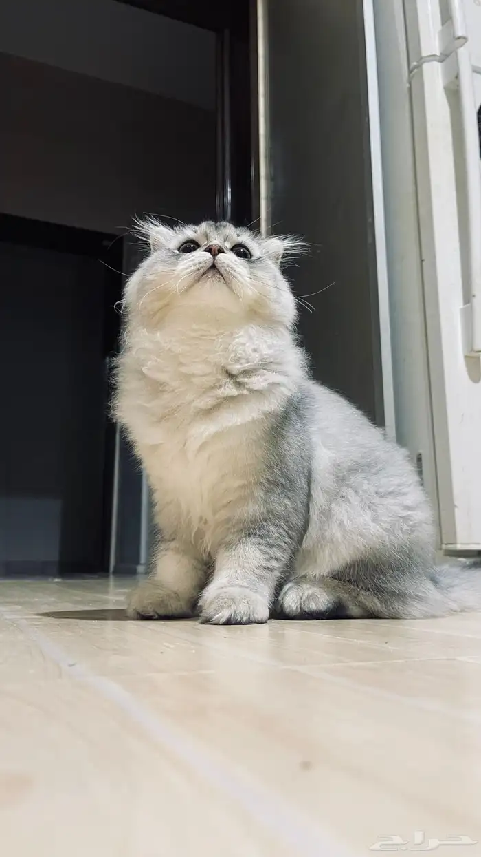 قط سكوتش فولد لونق هير 5