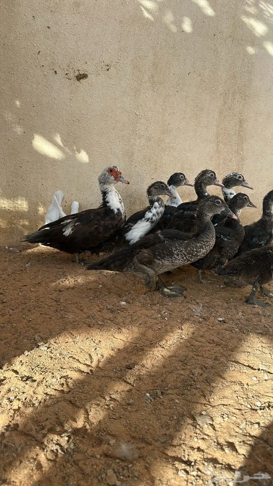 بطه ( بح ) مع عيالها 8 0