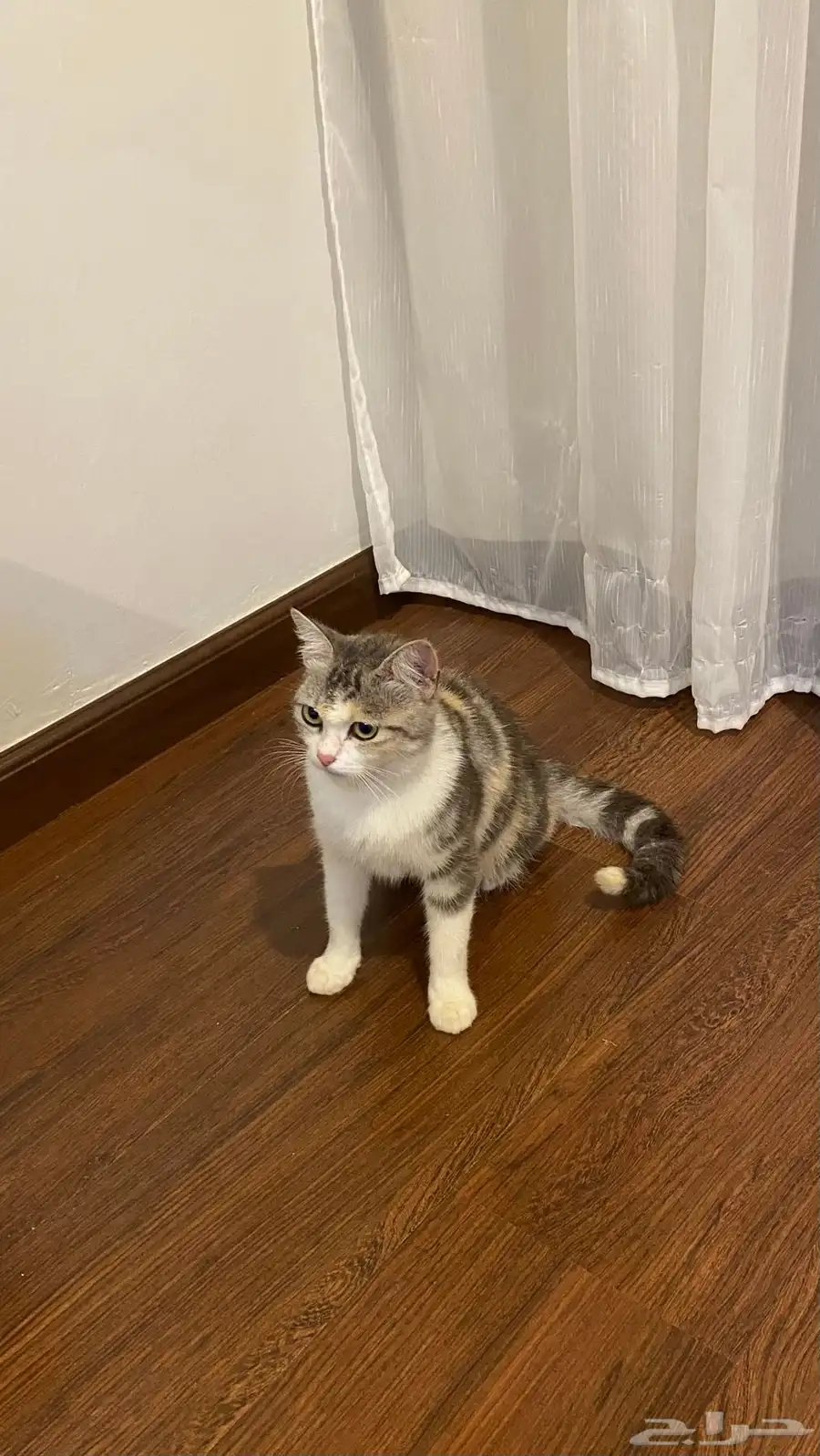 قطط 1