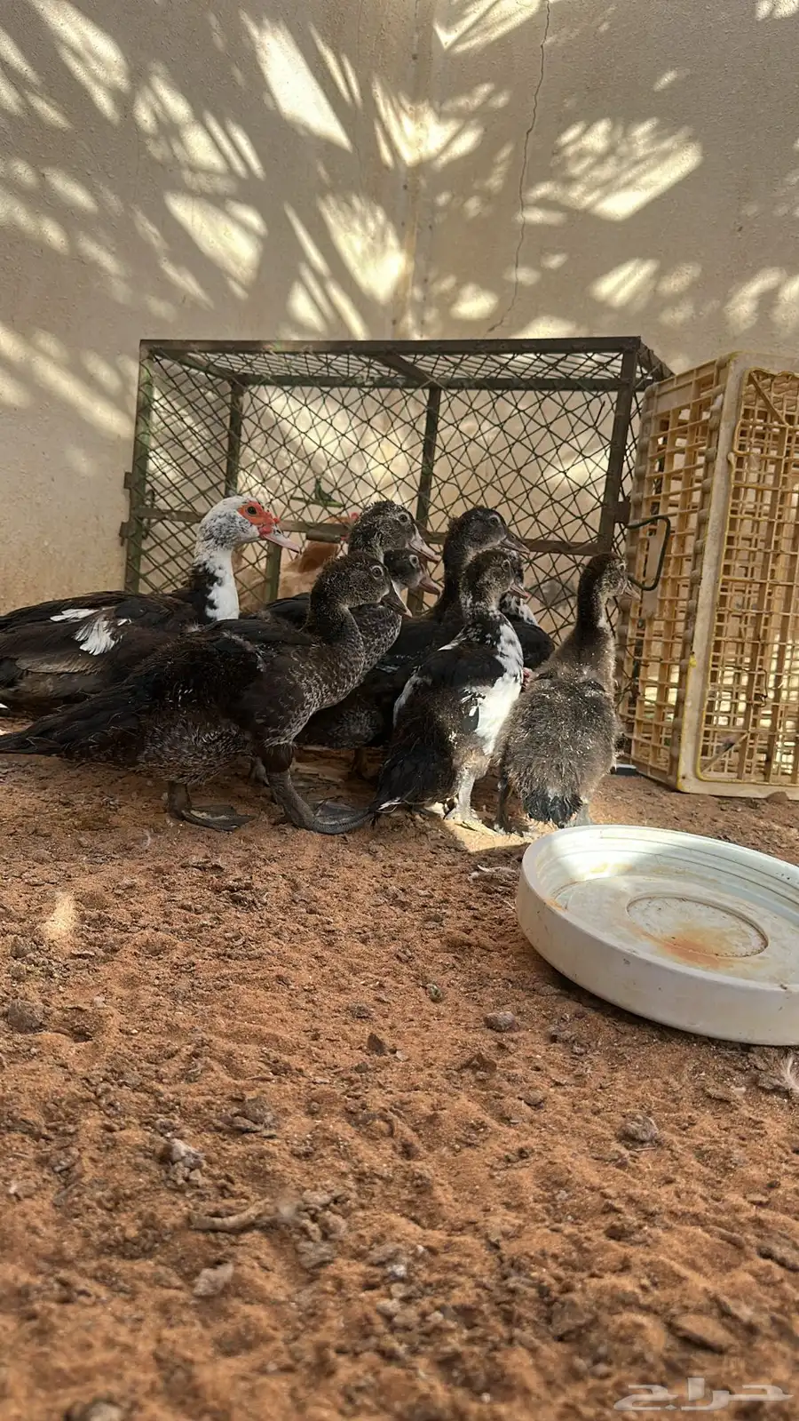 بطه ( بح ) مع عيالها 8 1