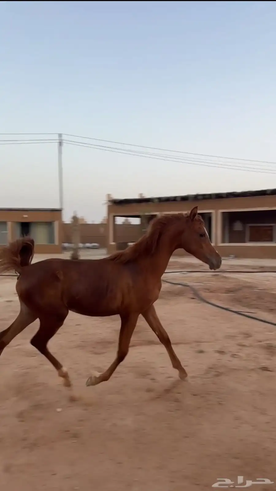 خيل 0