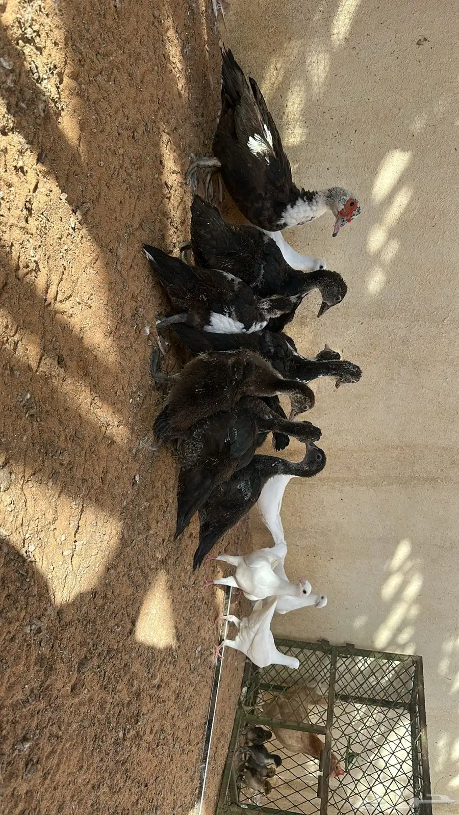 بطه ( بح ) مع عيالها 8 2