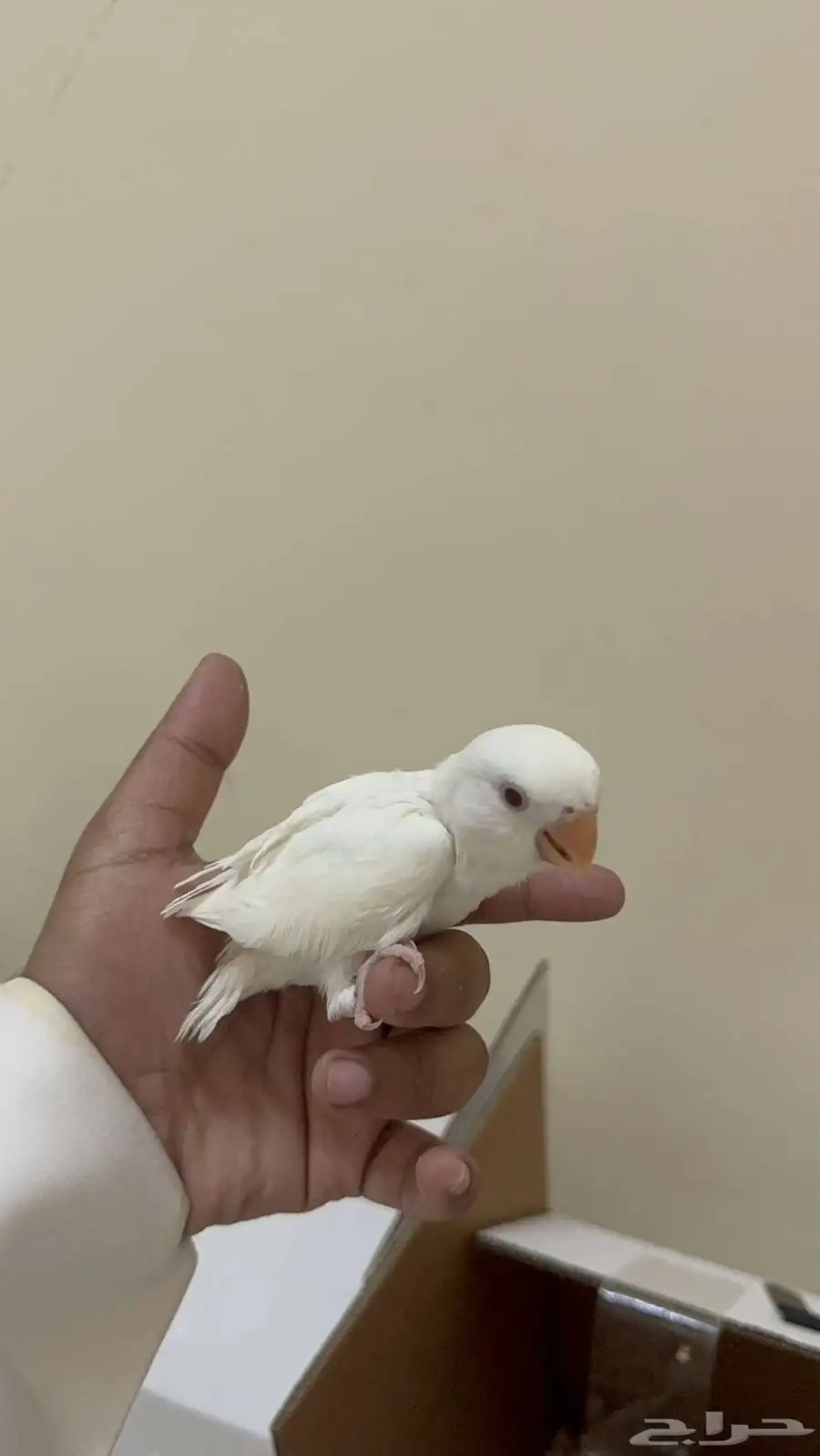 طيور روز 3