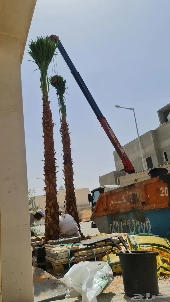 نخل عربي ووشنطوني زينه للبيع 2